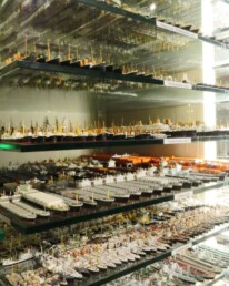 Glasregale voller hunderter kleiner Schiffsmodelle verschiedener Typen und Größen, eng gereiht mit Masten, Containern und Lichtreflexen hinter Glasscheiben.