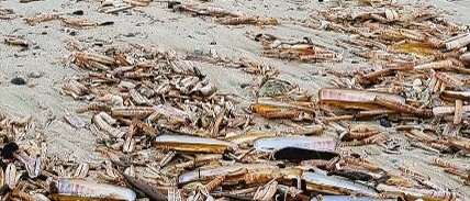 Sandstrand übersät mit vielen langen braunen Muschelschalen; im Vordergrund liegt ein offenes Heft zwischen den Schalen.