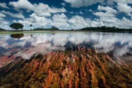 Flacher Klarsee mit rot-orangeen Wasserpflanzen im Vordergrund, spiegelnder Oberfläche, weißen Wolken über blauem Himmel und Baumreihe am Horizont.