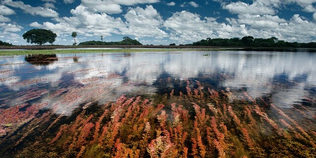 Flacher Klarsee mit rot-orangeen Wasserpflanzen im Vordergrund, spiegelnder Oberfläche, weißen Wolken über blauem Himmel und Baumreihe am Horizont.