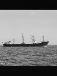 Schwarzweißfoto eines Frachtschiffs mit Ladekränen auf ruhiger See; unten links Logo des Maritimen Museums Hamburg.