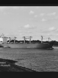 Schwarzweißaufnahme eines großen Frachtschiffs mit mehreren Ladekränen, begleitet von einem Schlepper auf ruhigem Wasser vor einer baumbestandenen Uferlinie und leicht bewölktem Himmel; Filmrand und Museumswasserzeichen sichtbar.