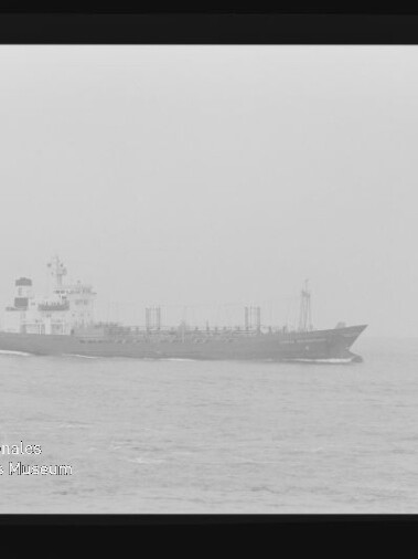 Seitliche Aufnahme eines Frachtschiffs in diesigem Wetter auf ruhiger See, mit sichtbarem Aufbau und Ladeausrüstung; links unten Wasserzeichen „Internationales Maritimes Museum Hamburg“ und schwarzer Negativrand.