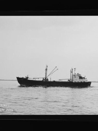 Schwarzweiß-Foto eines Frachtschiffs mit Ladekränen und achternliegenden Aufbauten, das auf ruhiger See fährt; links am Bildrand der Bug eines weiteren Schiffs sowie Filmrand und Wasserzeichen des Internationalen Maritimen Museums Hamburg sichtbar.