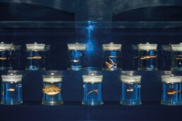 Zwei Reihen verschlossener Glasgef&auml;&szlig;e in einer Vitrine, jeweils mit blau get&ouml;ntem Konservierungsfl&uuml;ssigkeit und einem einzelnen konservierten kleinen Fisch oder Meeresorganismus vor dunklem blauem Hintergrund.